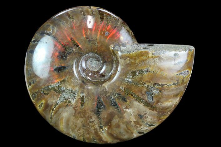 Flashy Red Iridescent Ammonite - Wide #127937